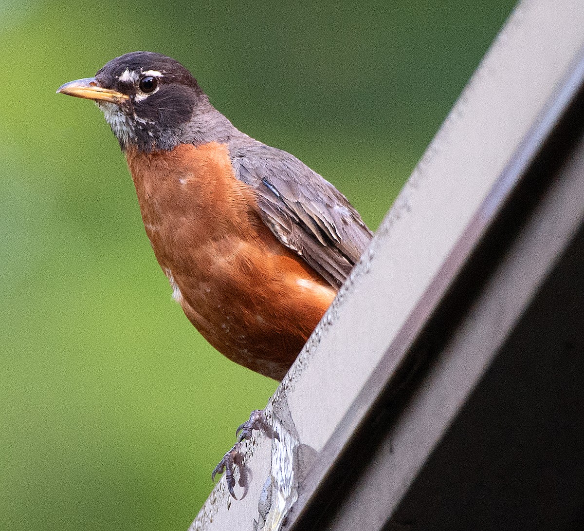American Robin - ML621911539