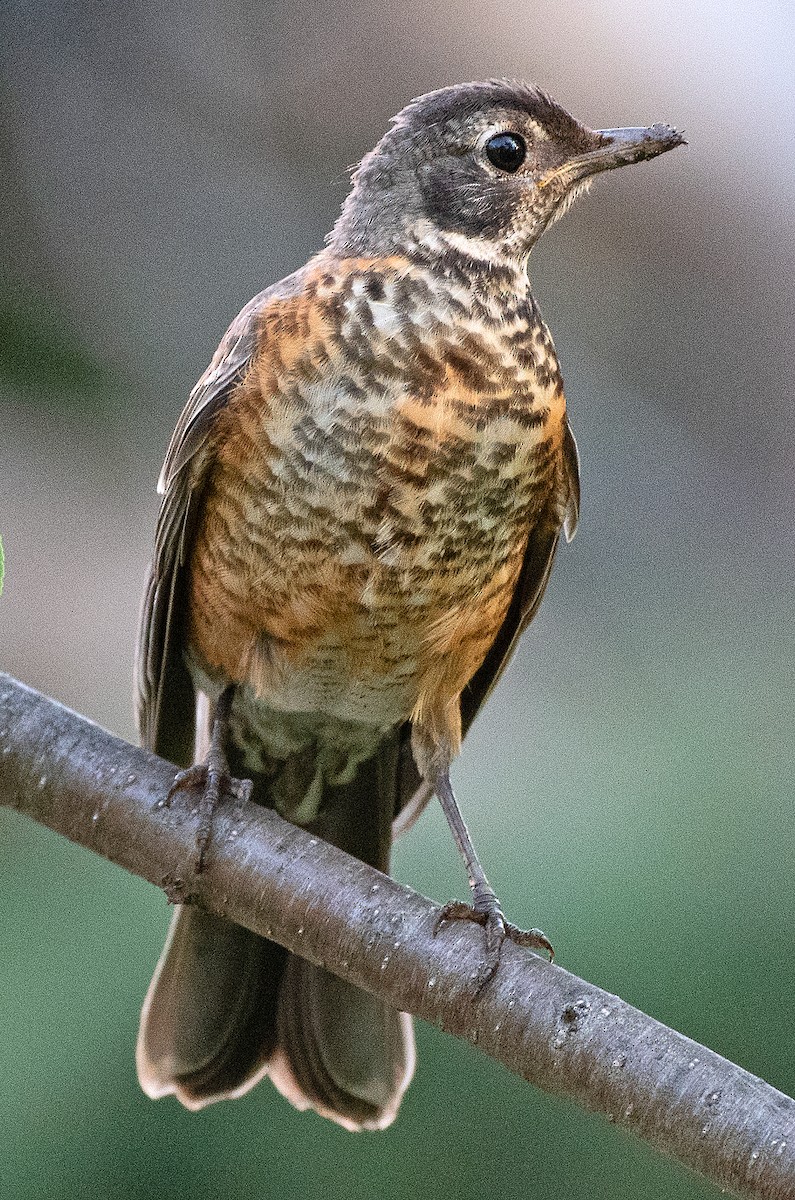 American Robin - ML621911544