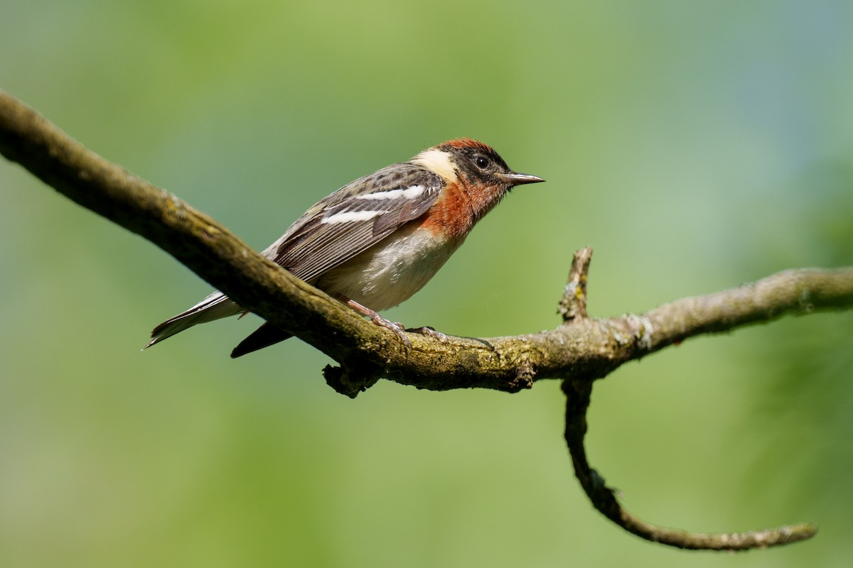 Bay-breasted Warbler - ML621911589