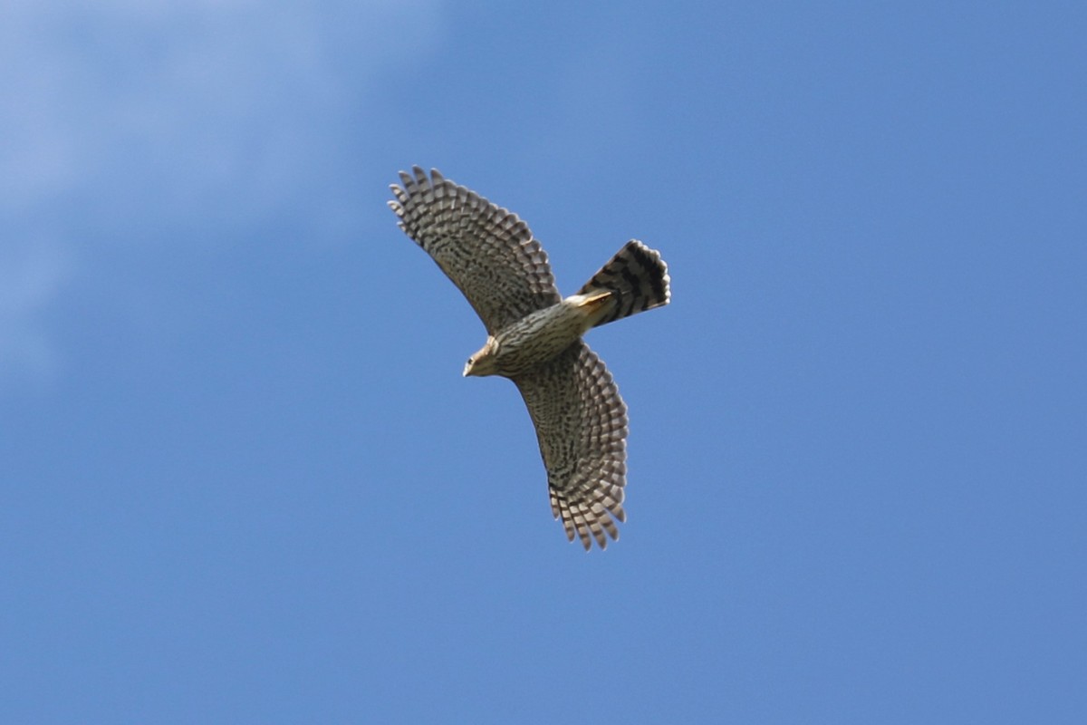 Cooper's Hawk - ML621911597
