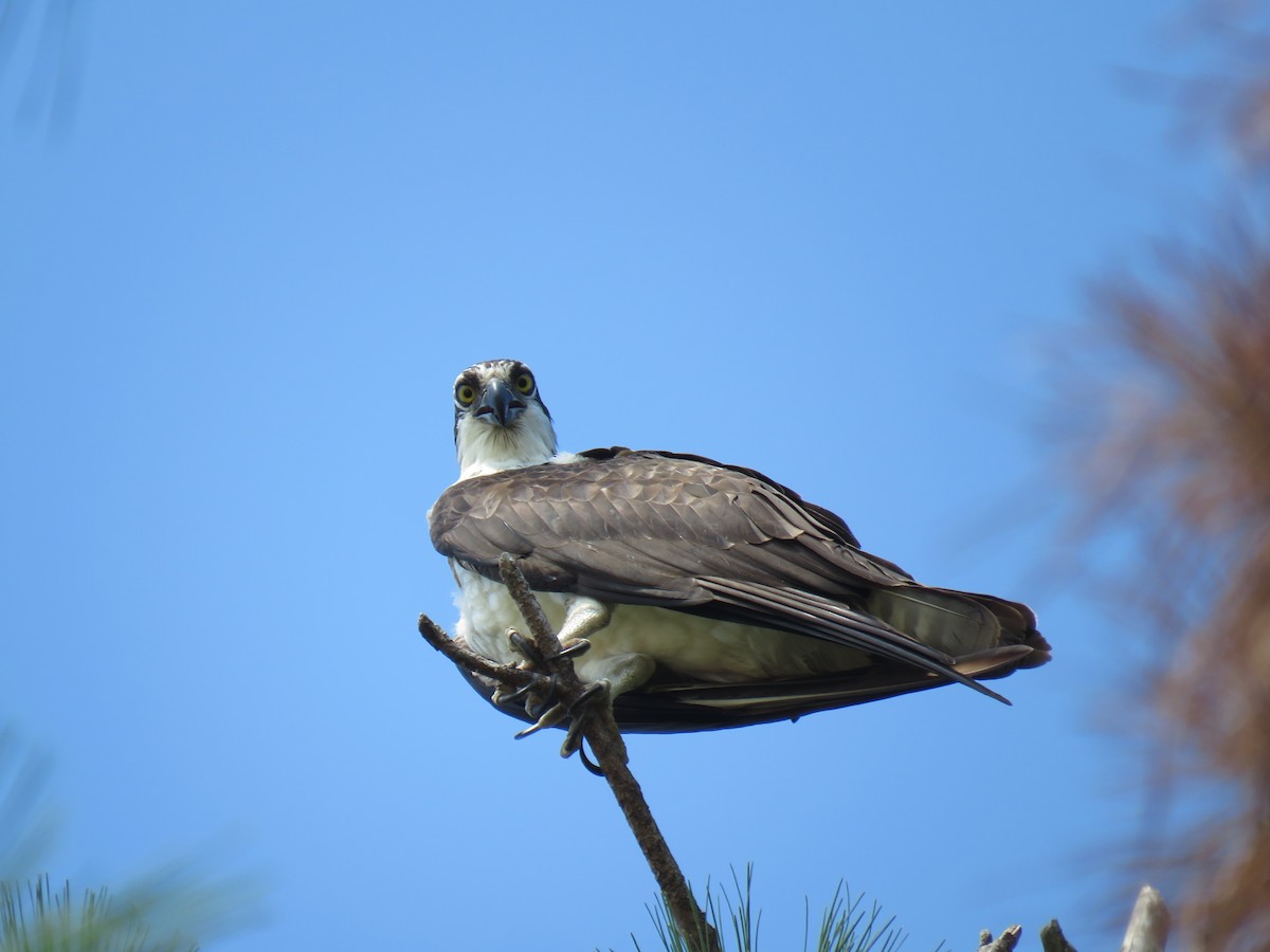 Osprey - ML621911625