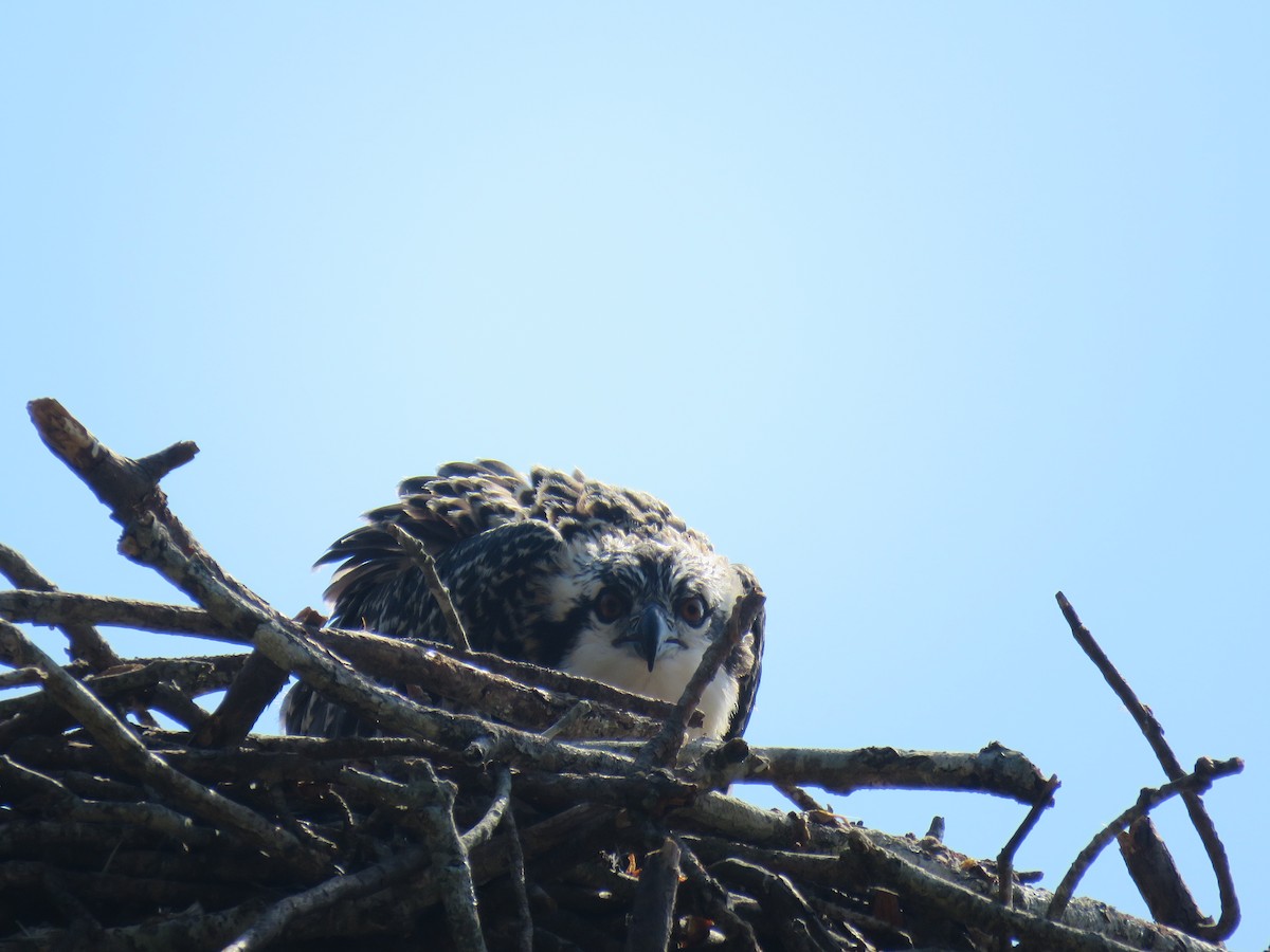 Osprey - ML621911626