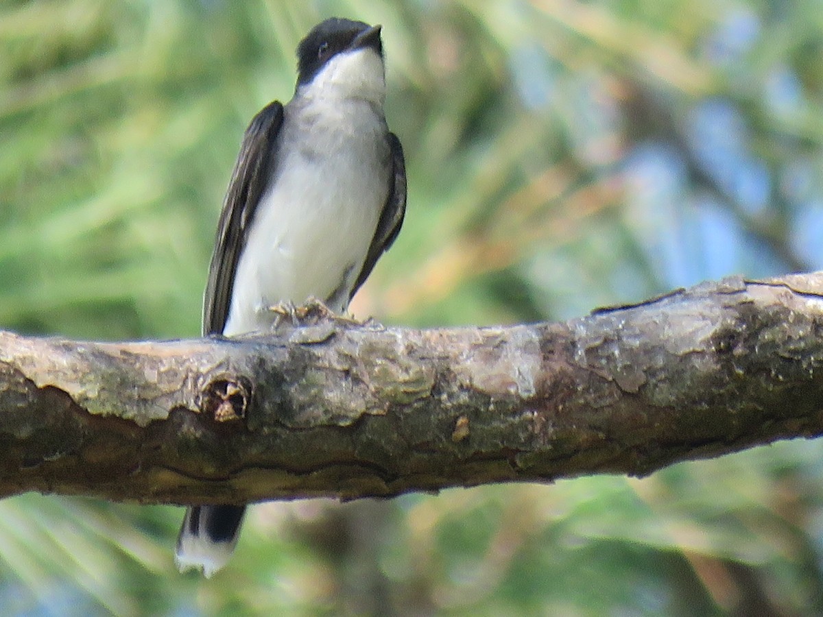 Eastern Kingbird - ML621911630