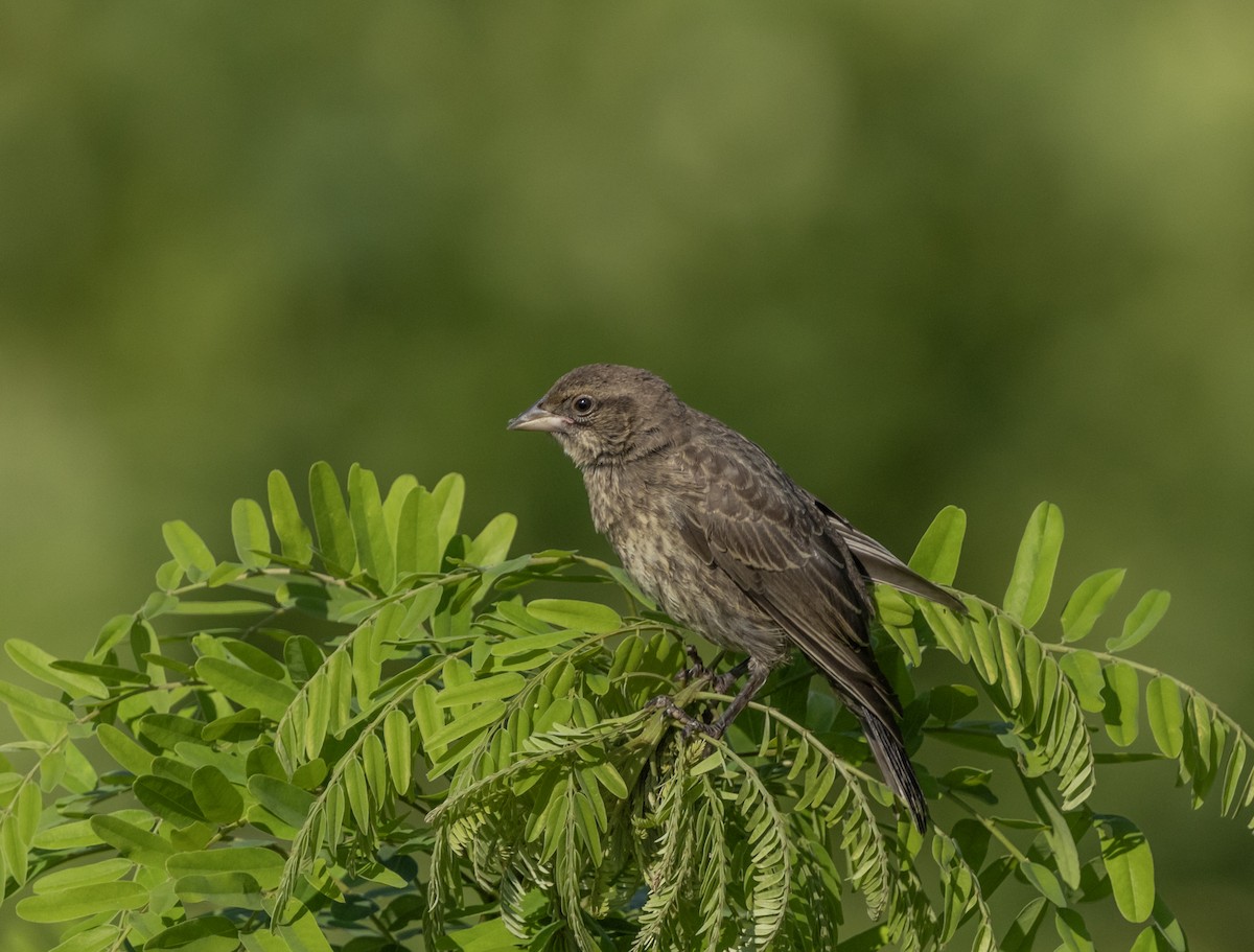 Brown-headed Cowbird - ML621911634