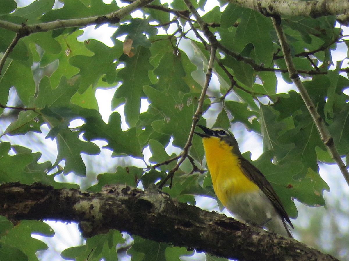 Yellow-breasted Chat - ML621911639