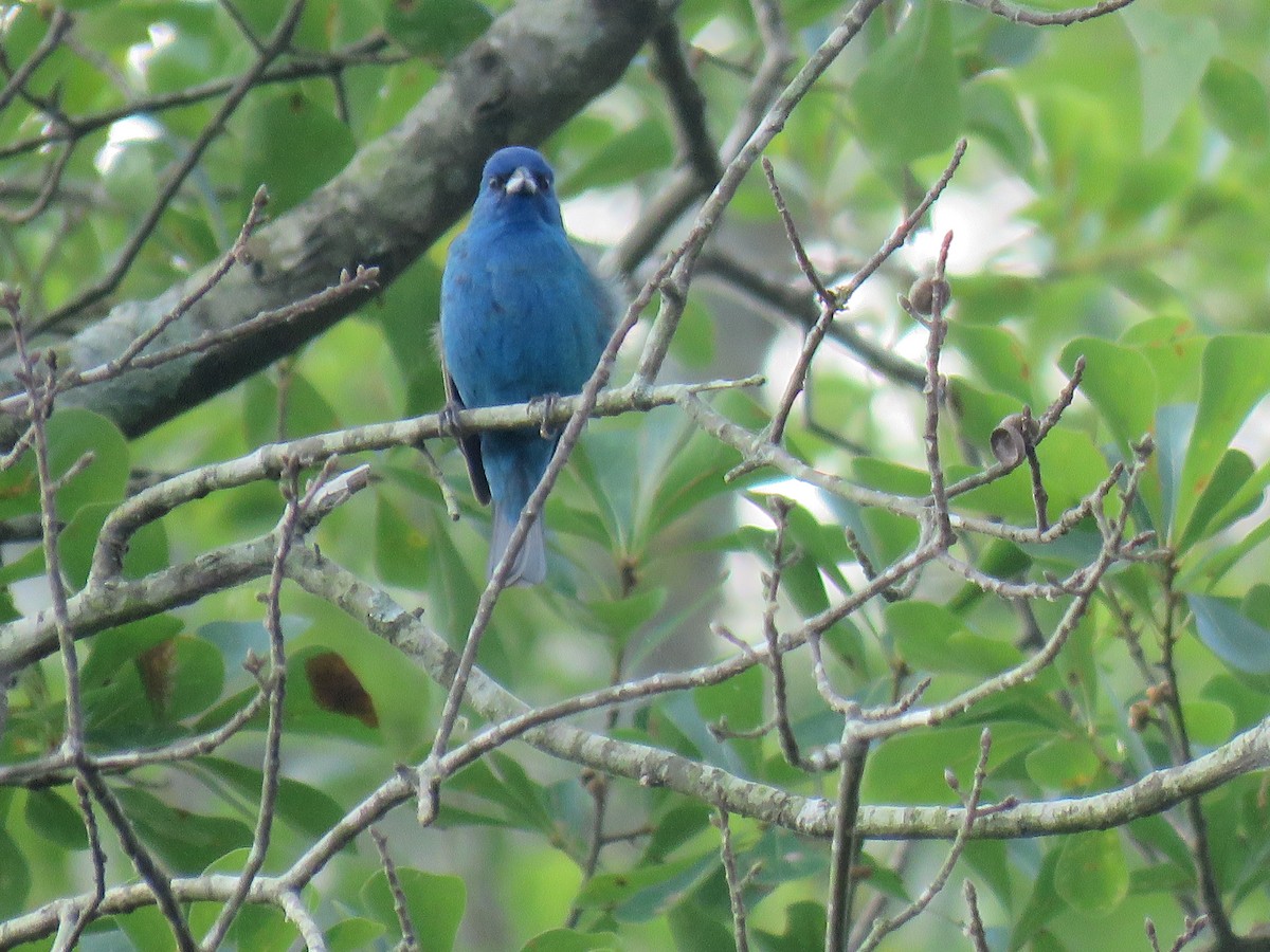Indigo Bunting - ML621911642