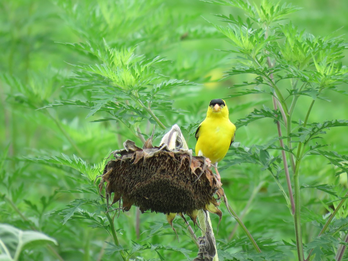 American Goldfinch - ML621911672