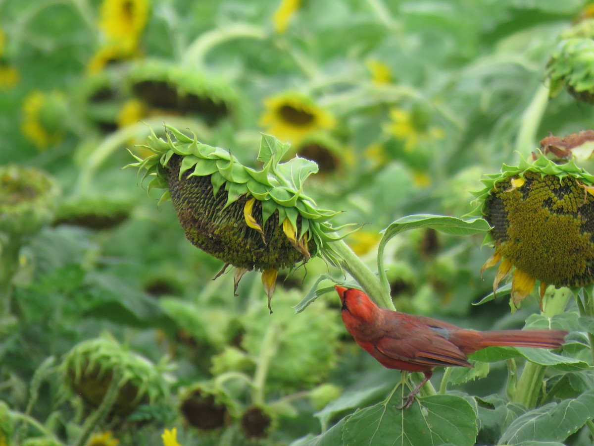 Northern Cardinal - ML621911690