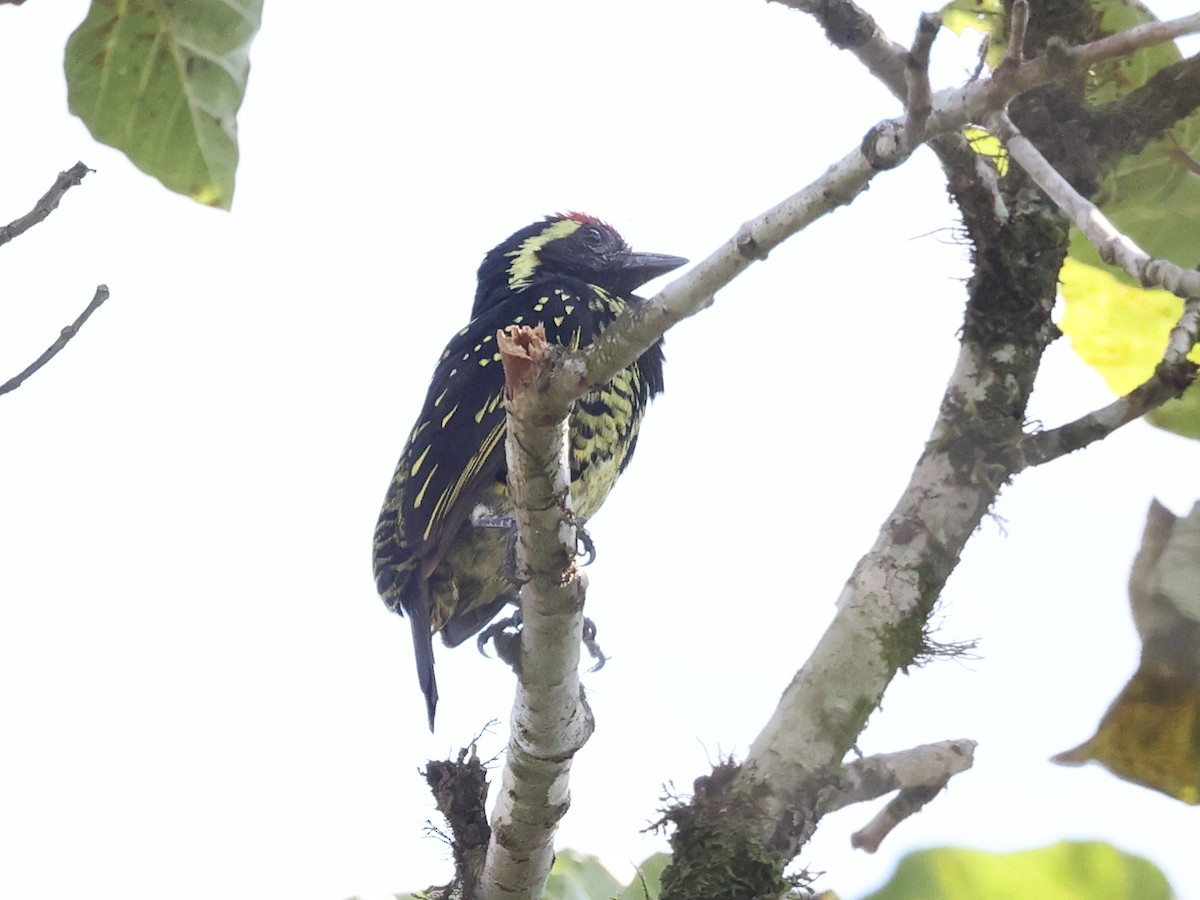 Yellow-spotted Barbet - ML621911722