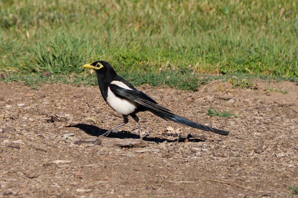 Pie à bec jaune - ML621911817