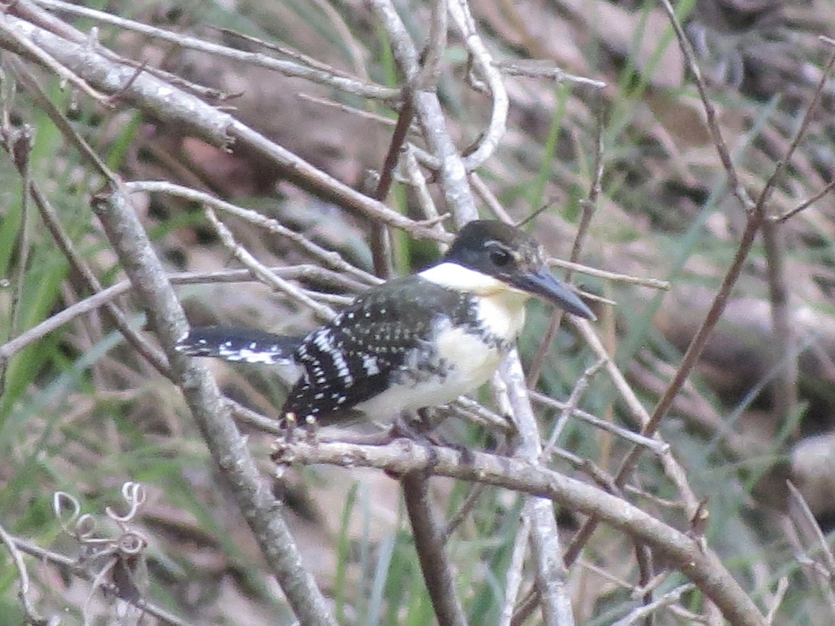 Green Kingfisher - ML621911886