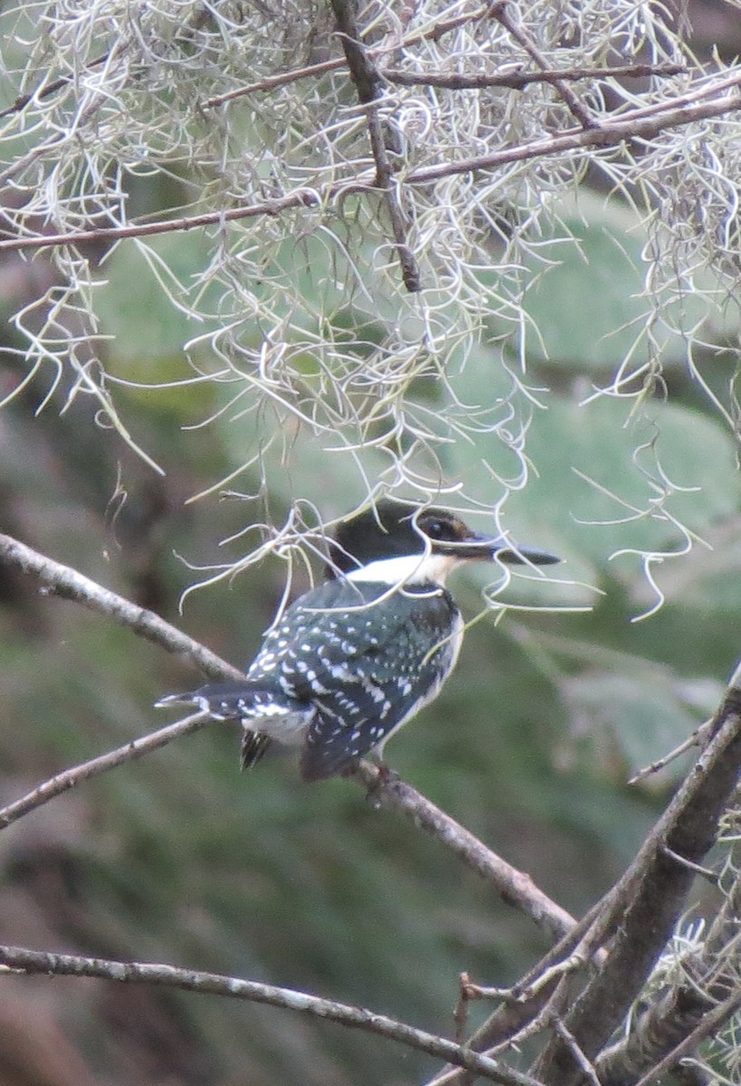 Green Kingfisher - ML621911887