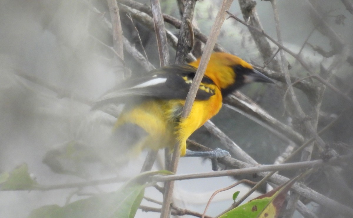 White-edged Oriole - ML621911895