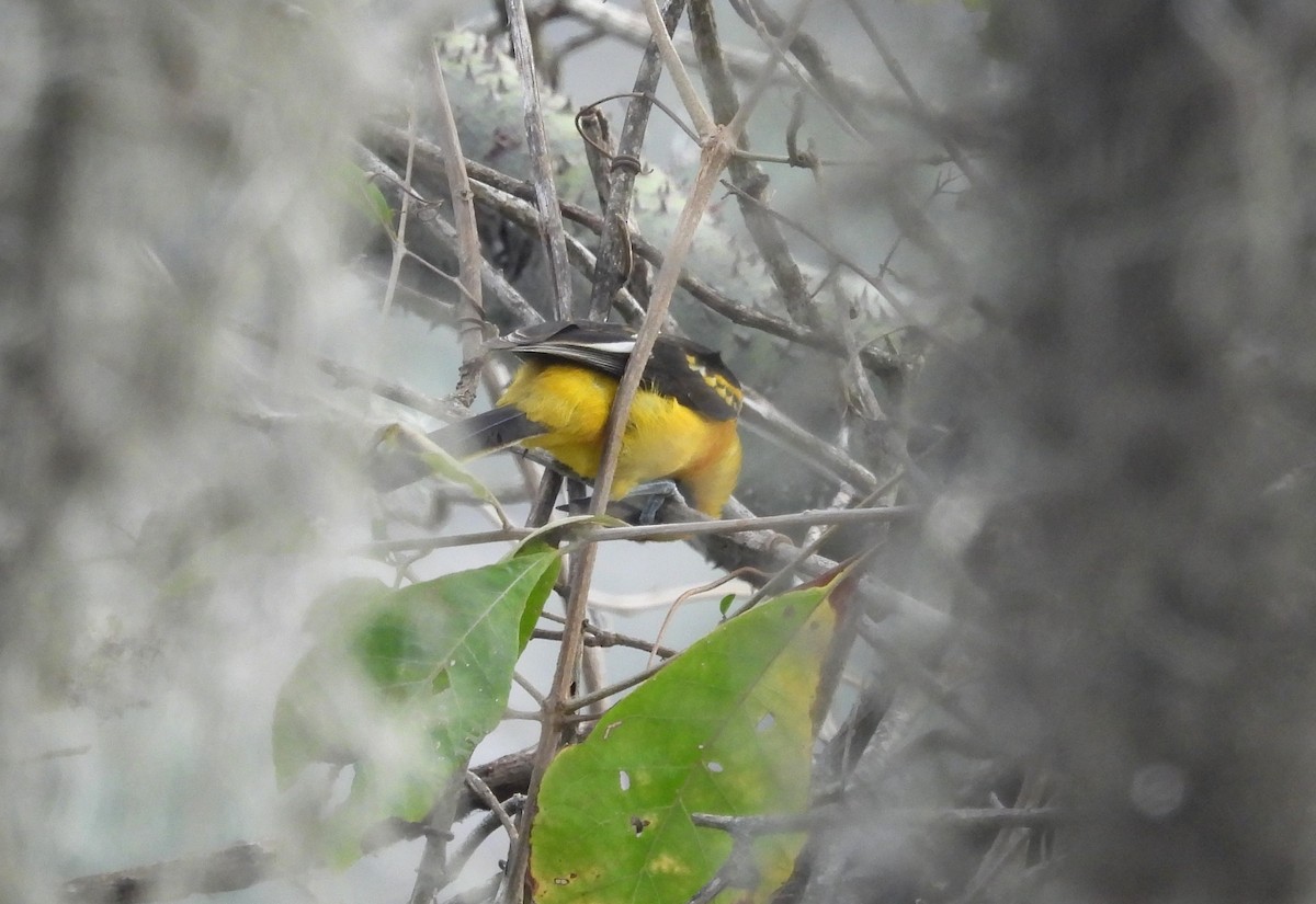 White-edged Oriole - ML621911896