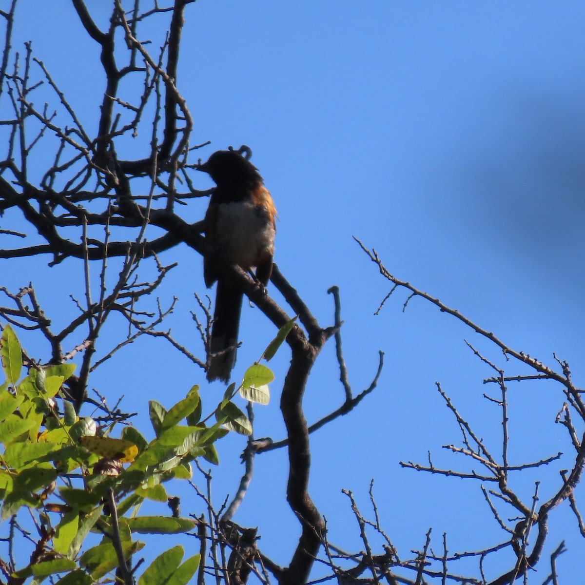 Spotted Towhee - ML621911990