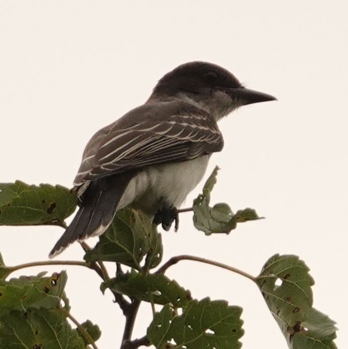 Eastern Kingbird - Karen Cyr