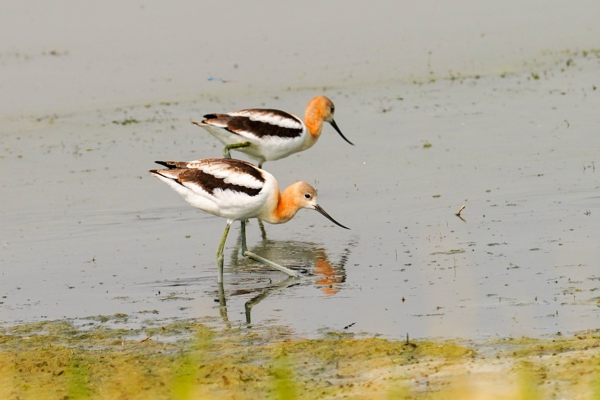 American Avocet - Gary Herritz