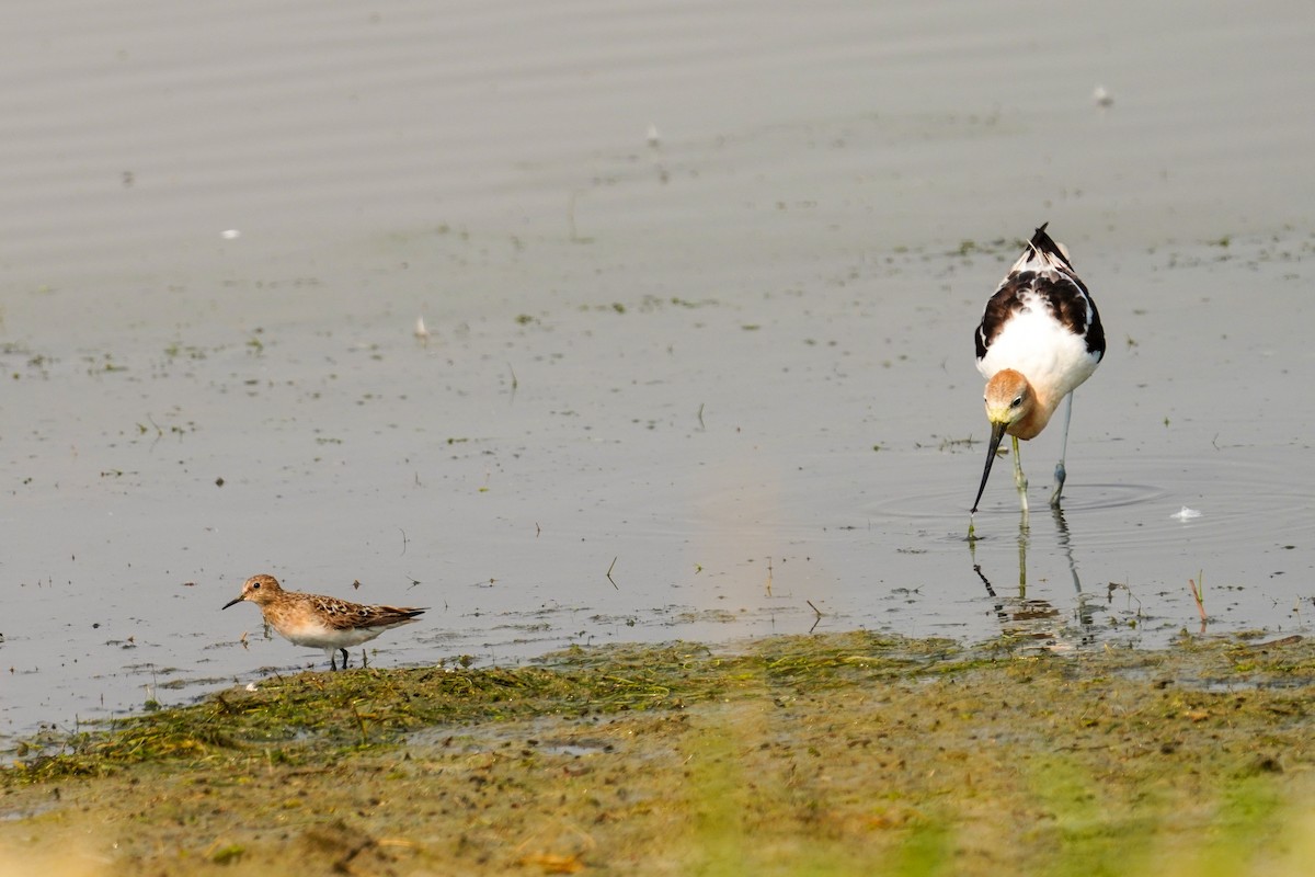 American Avocet - Gary Herritz