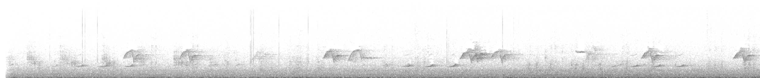 kappbatis (capensis) - ML621912173