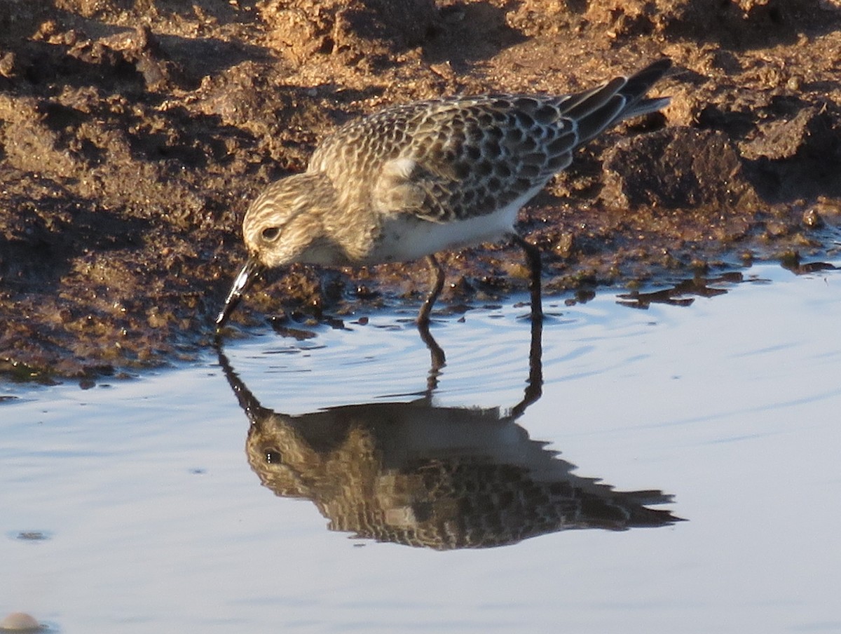 Bairdstrandläufer - ML621912252