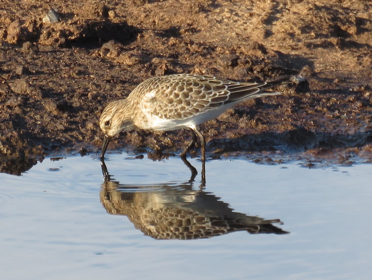 Baird's Sandpiper - Pedro Ramalho