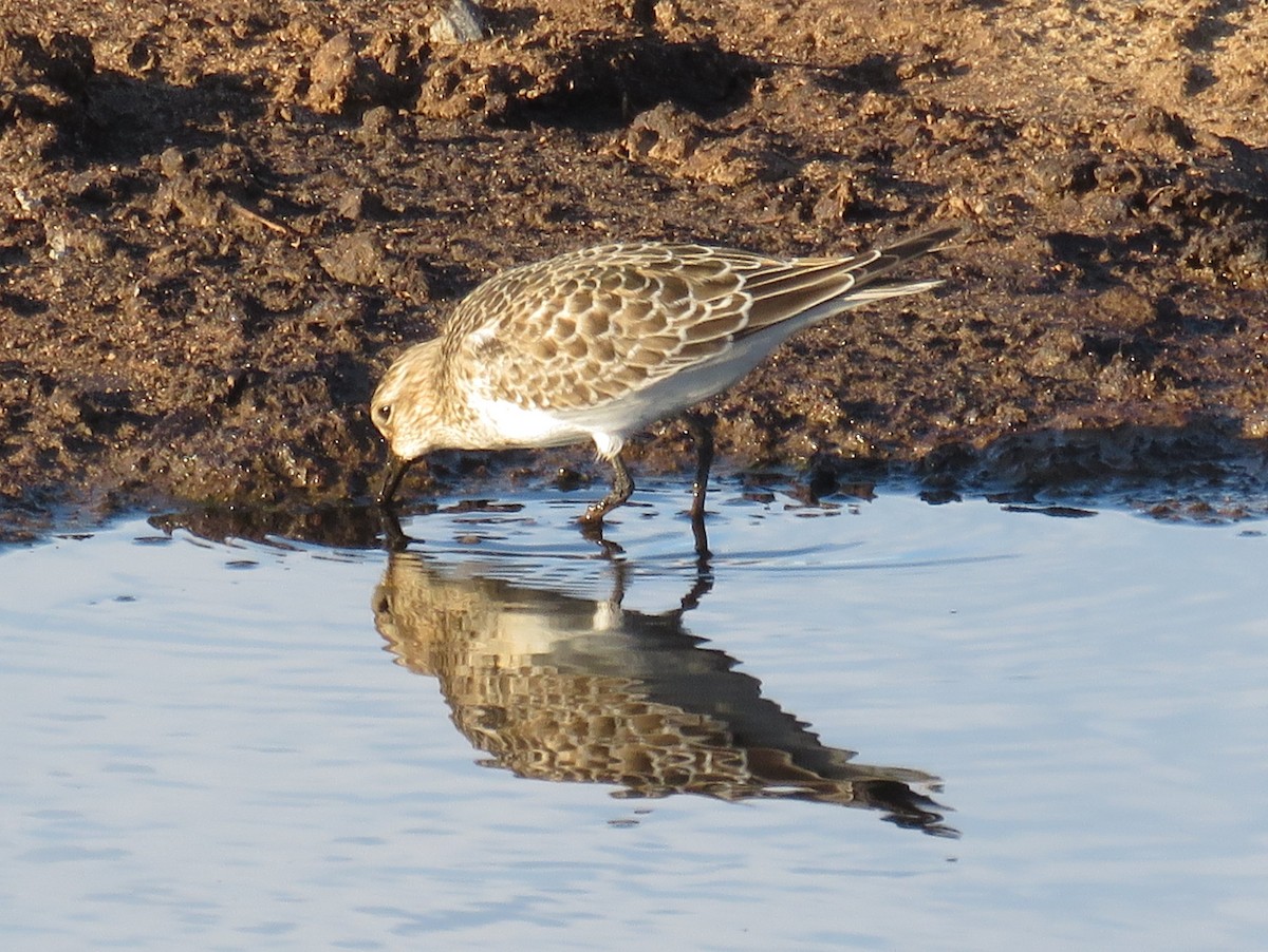 Bairdstrandläufer - ML621912256