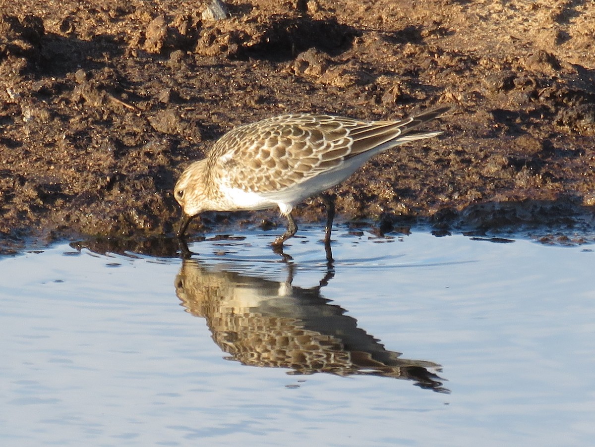 Baird's Sandpiper - ML621912256