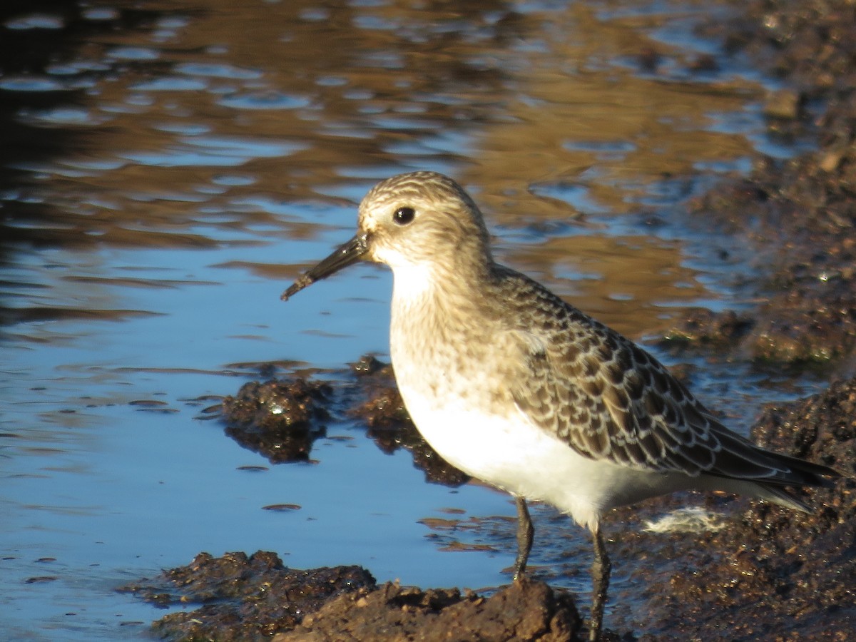 Bairdstrandläufer - ML621912257