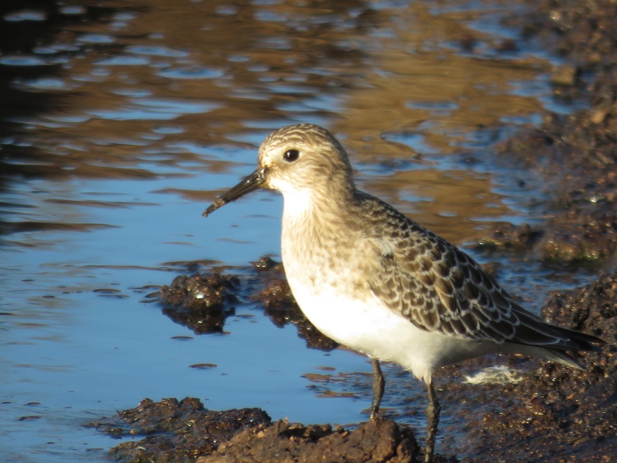 Baird's Sandpiper - ML621912257