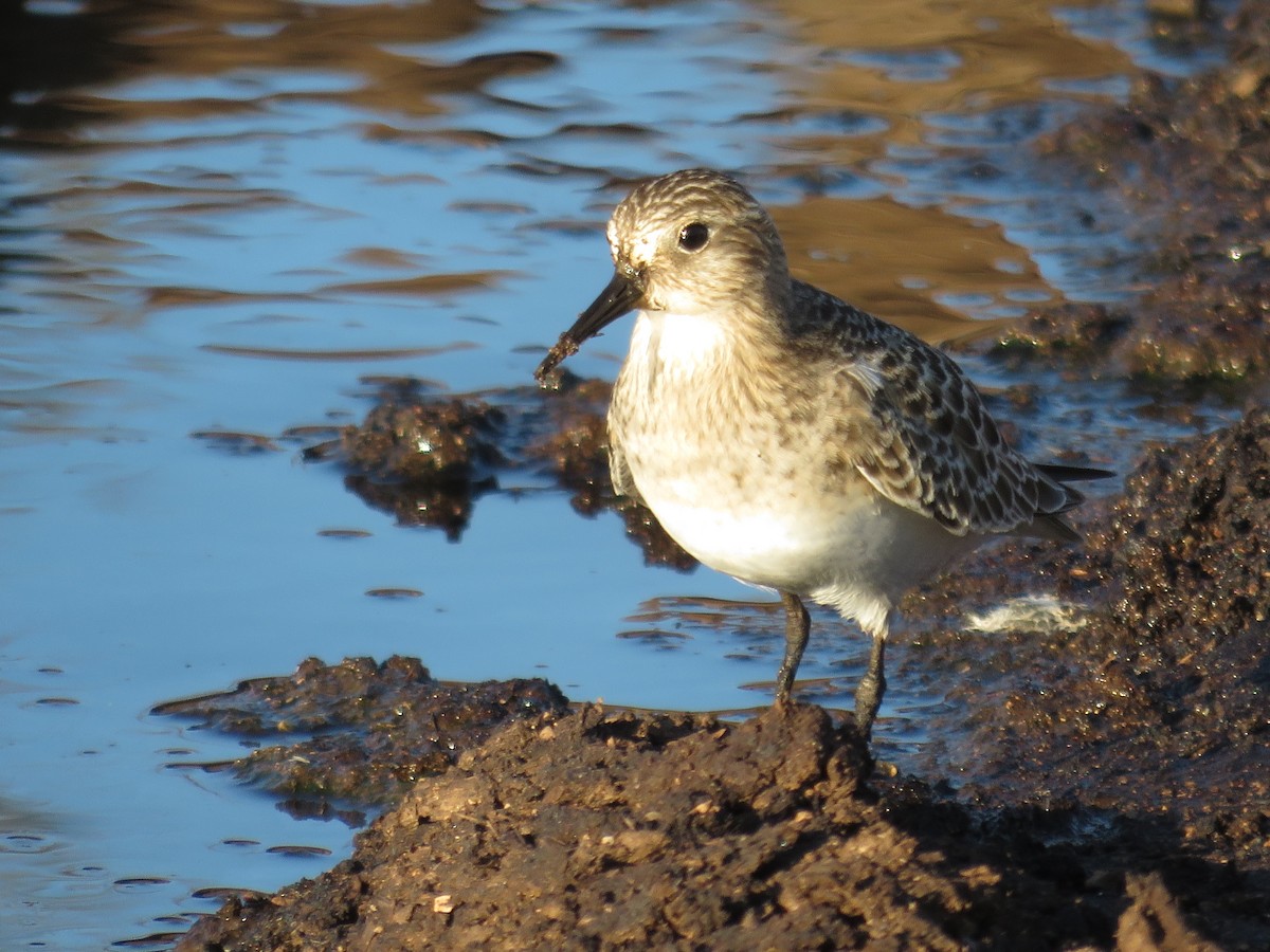 Bairdstrandläufer - ML621912258