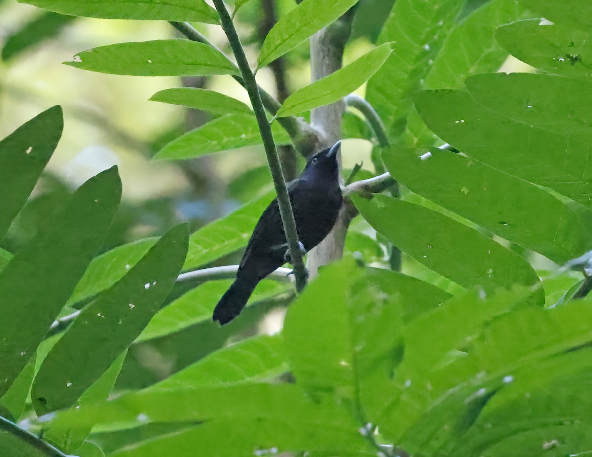 Tahiti Monarch - ML621912262