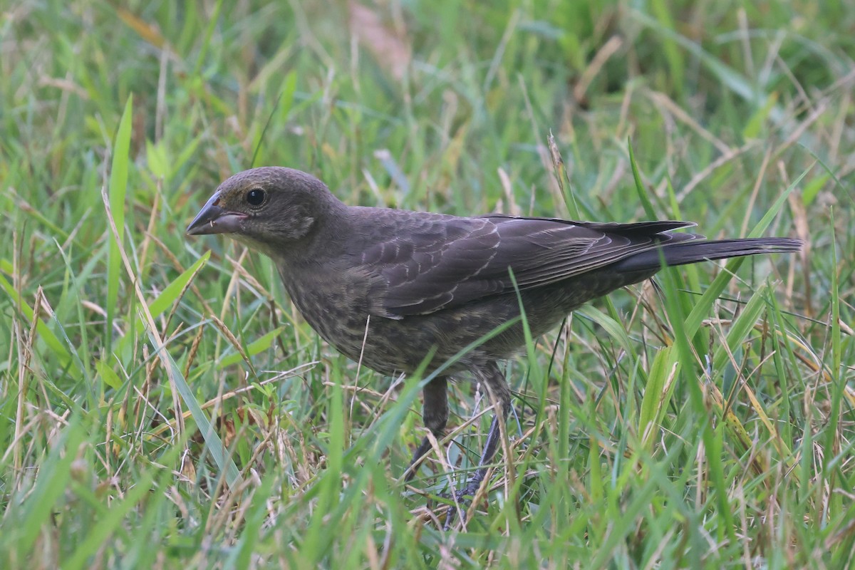 Brown-headed Cowbird - Phil Kenny
