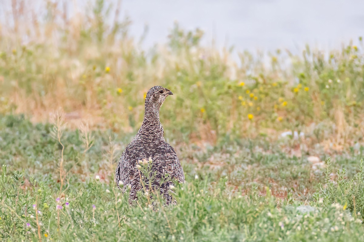 Greater Sage-Grouse - ML621912356