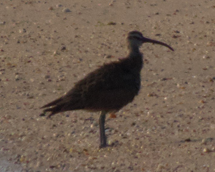 Whimbrel - ML621912365