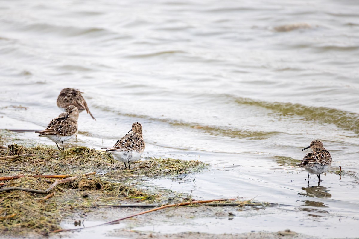 Baird's Sandpiper - Ron Horn