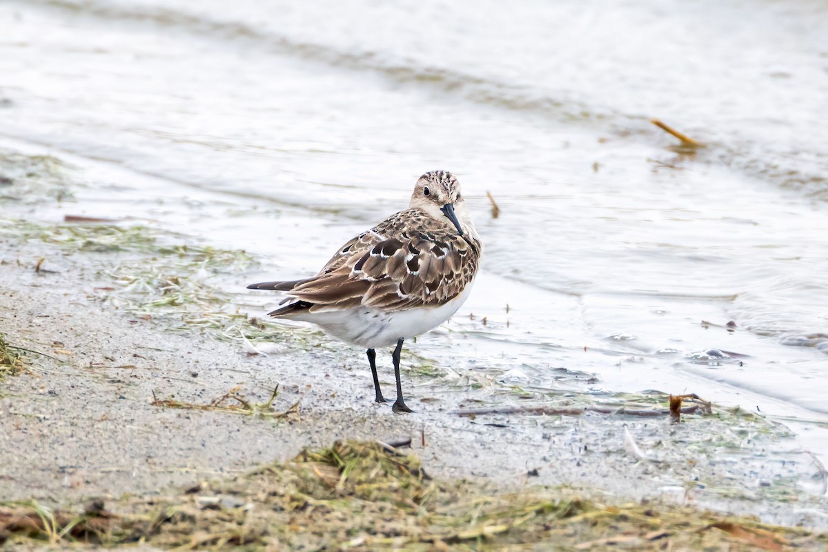 Baird's Sandpiper - ML621912367