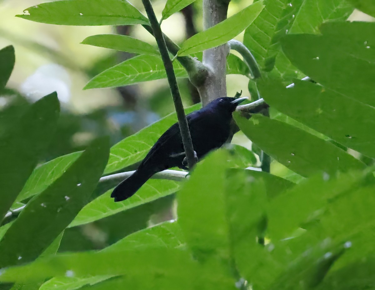 Tahiti Monarch - ML621912393