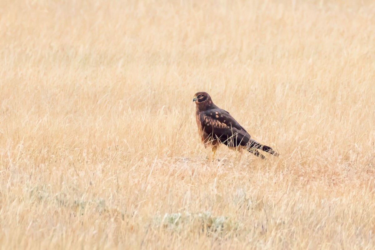 Northern Harrier - ML621912396