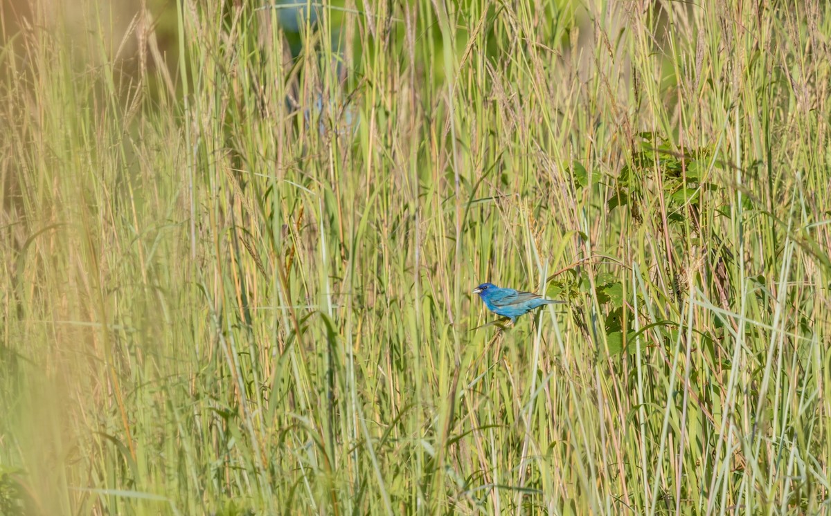 Indigo Bunting - ML621912416