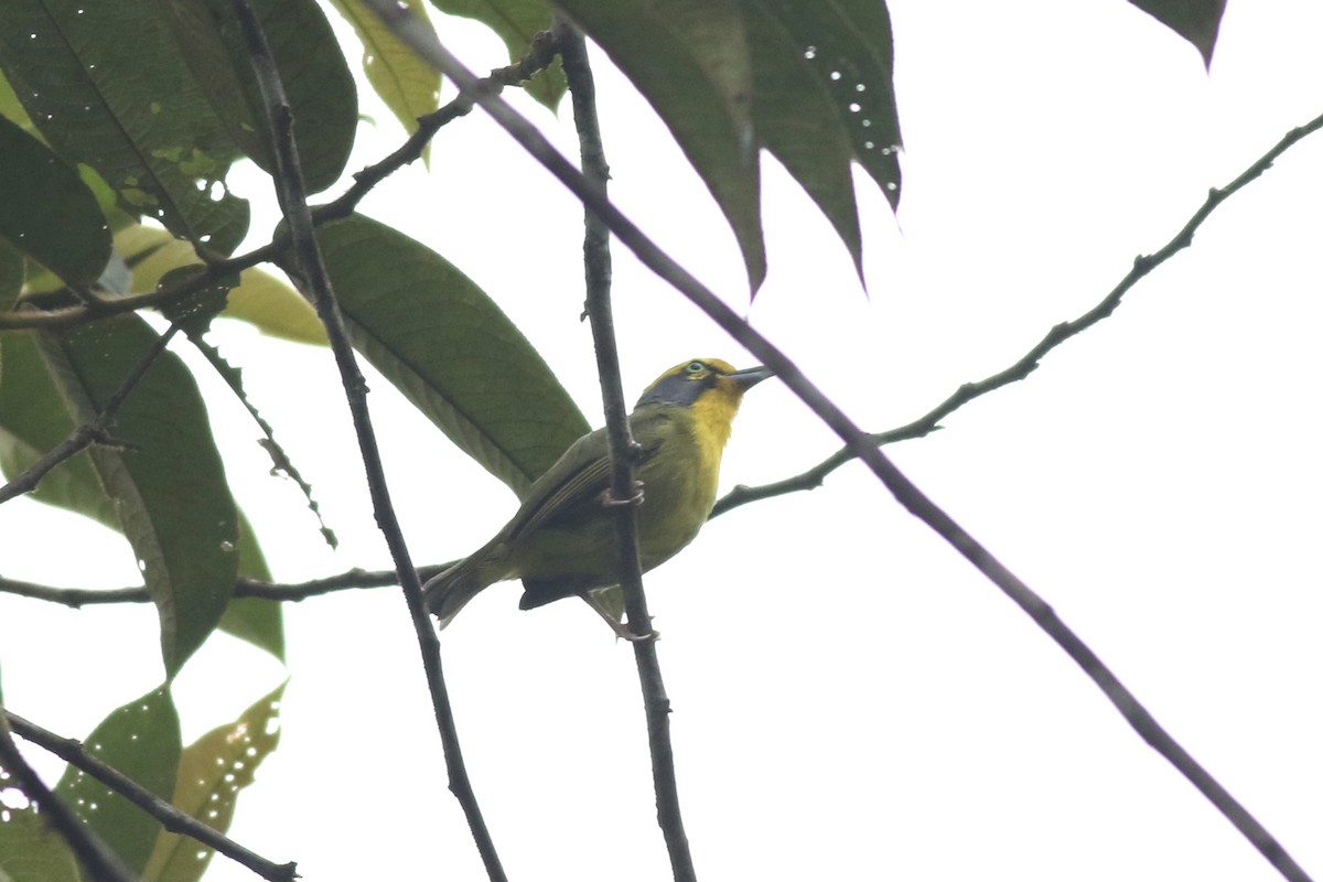 Slaty-capped Shrike-Vireo (Pale-legged) - ML621912417