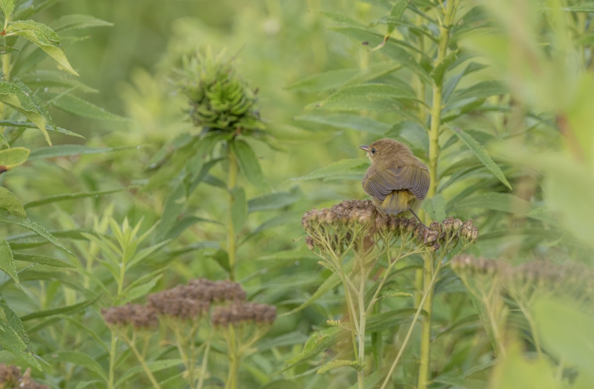 Common Yellowthroat - ML621912557