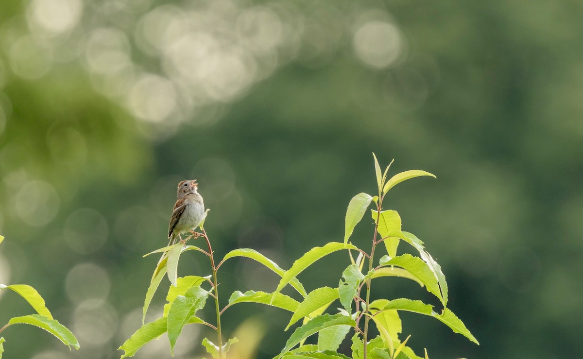 Field Sparrow - ML621912570