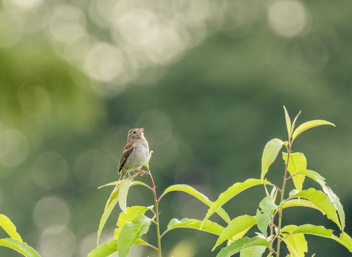 Field Sparrow - ML621912571