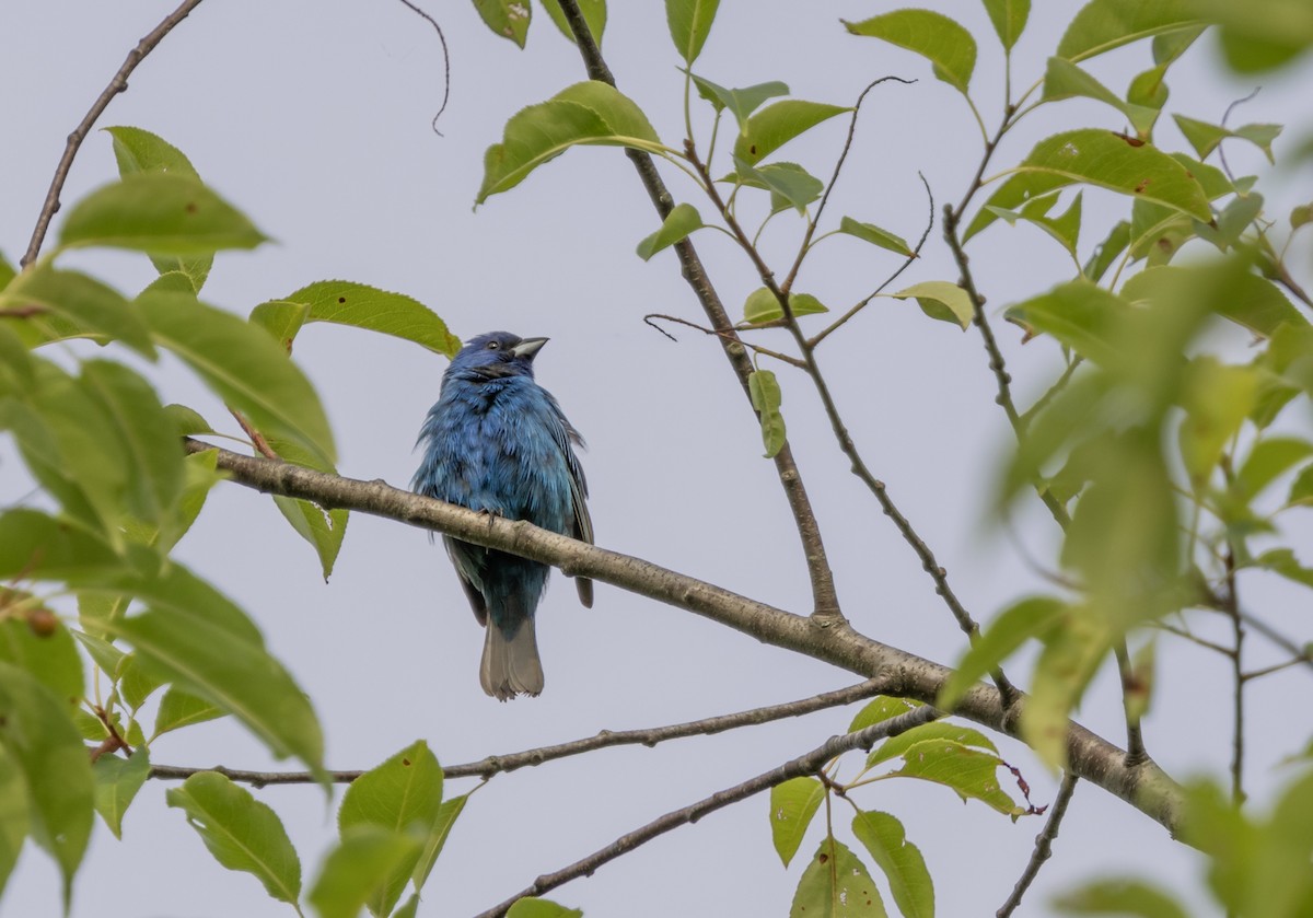 Indigo Bunting - ML621912591