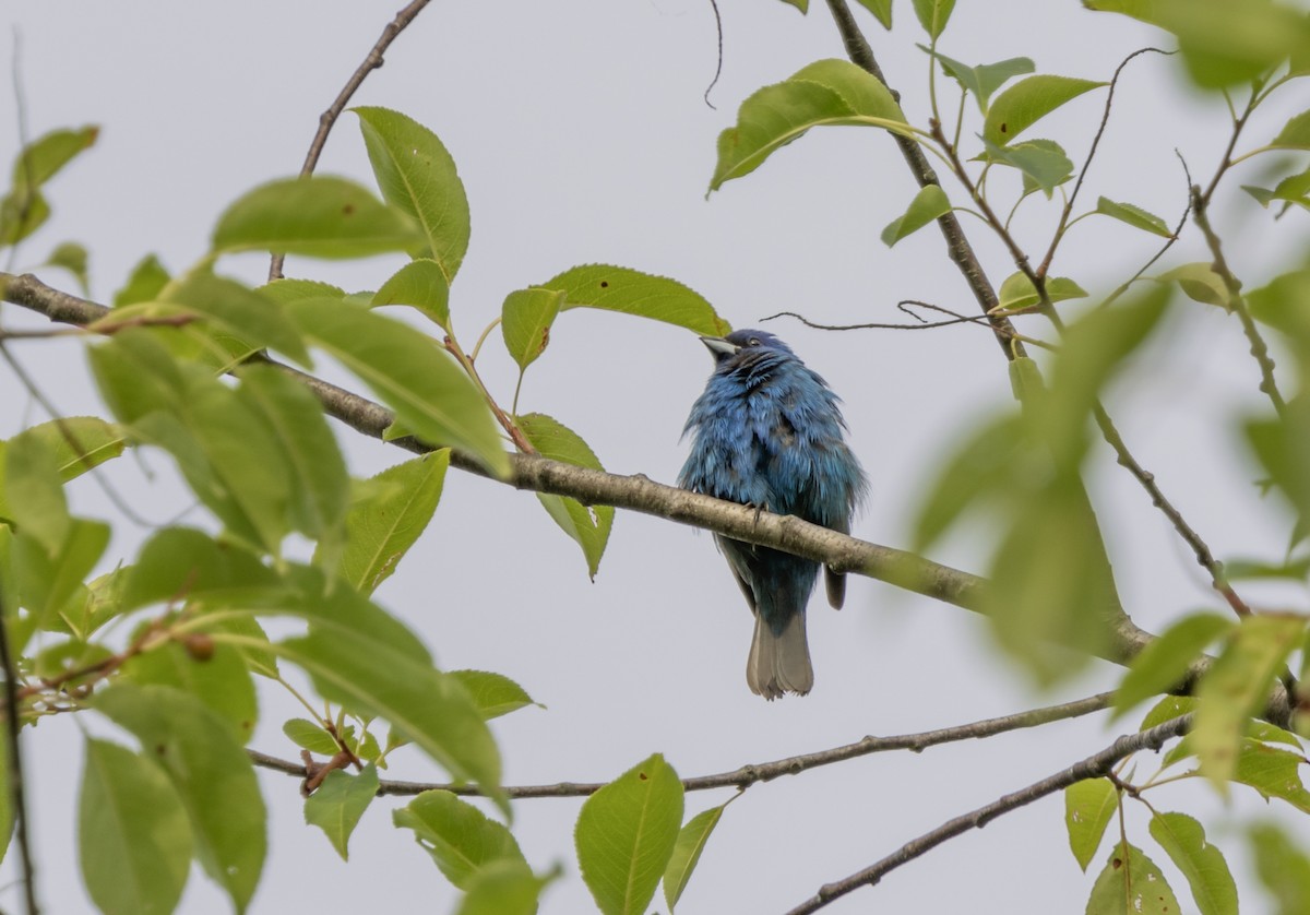 Indigo Bunting - ML621912593