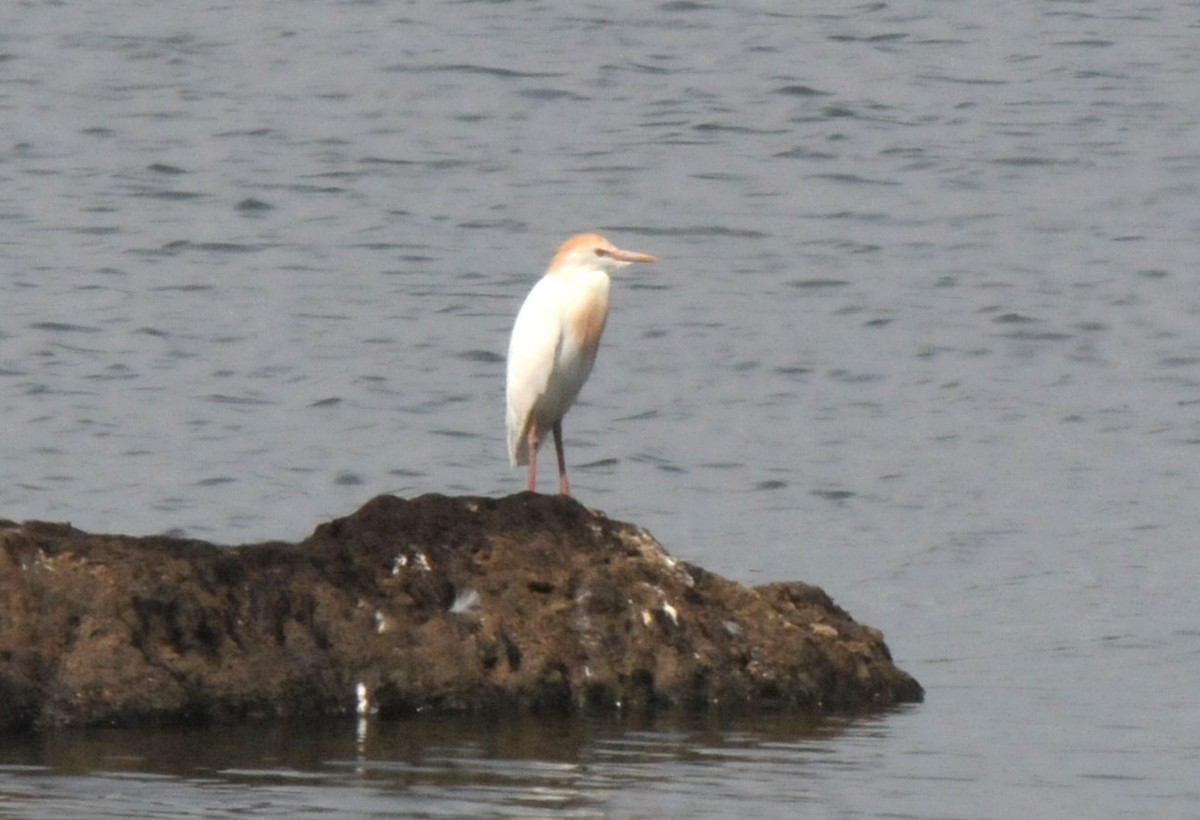 Western Cattle Egret - Jarosław Stalenga