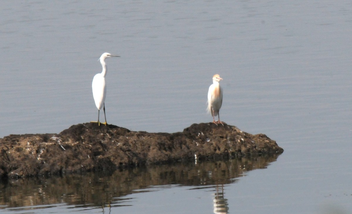 Western Cattle Egret - ML621912598