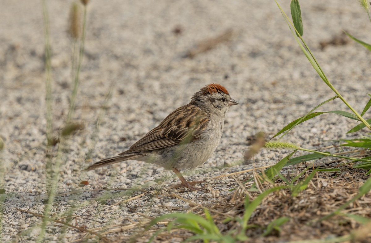 Chipping Sparrow - Liz Pettit