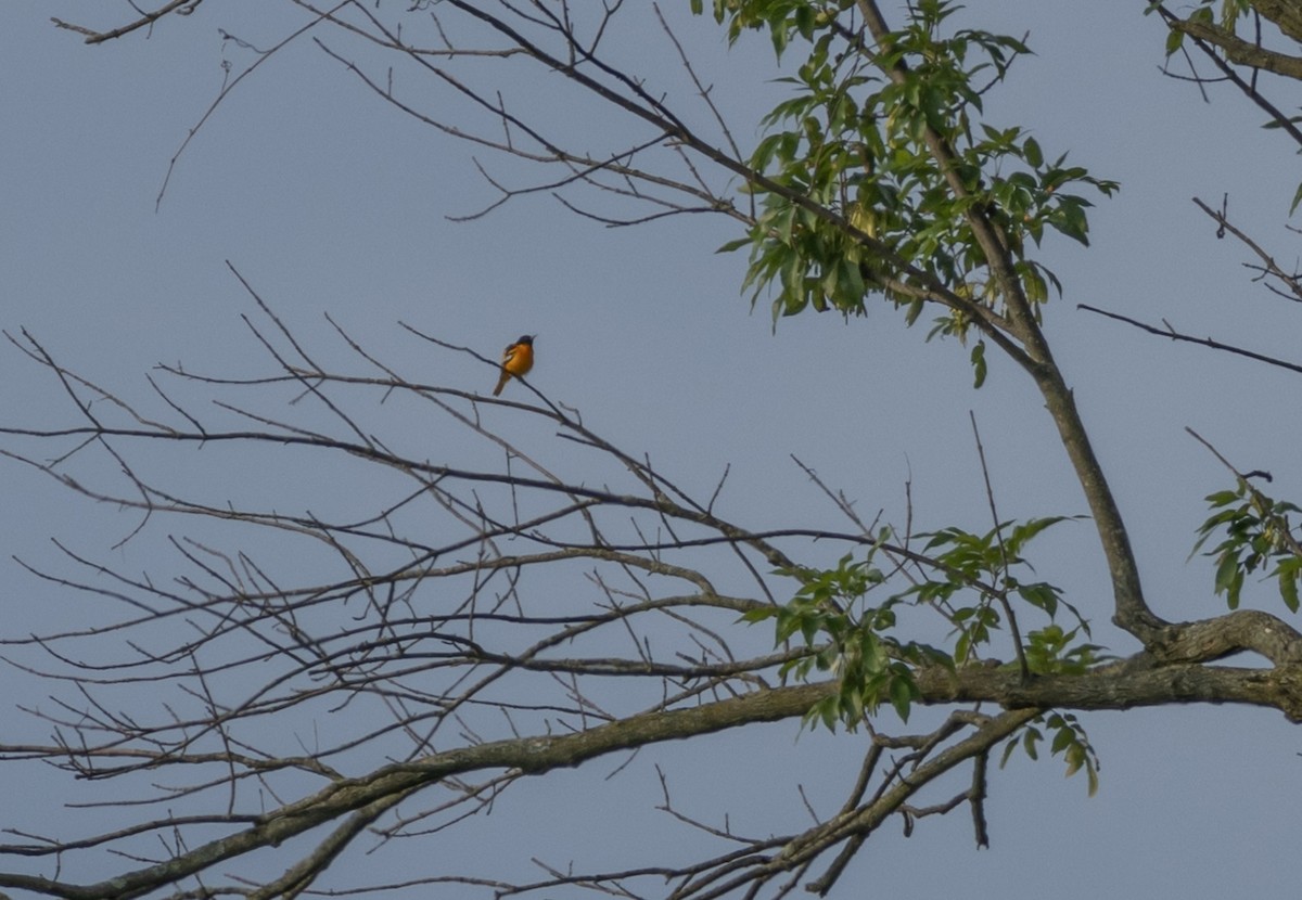 Baltimore Oriole - ML621912621