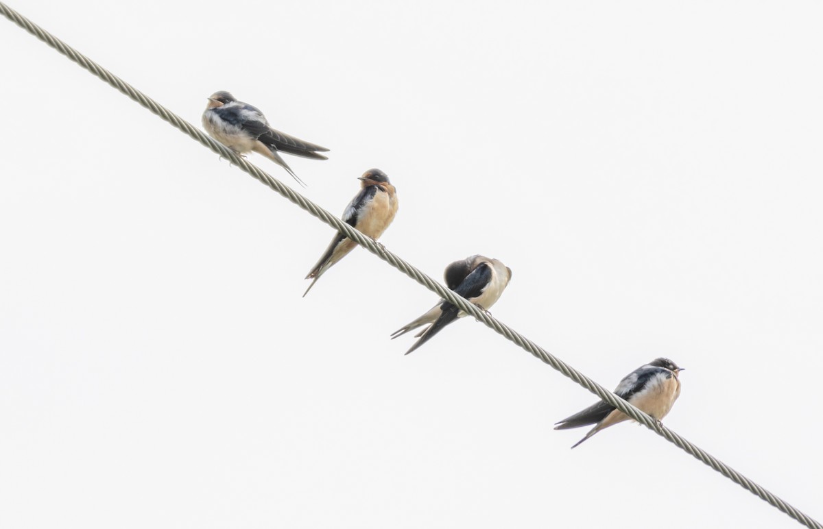 Barn Swallow - ML621912643